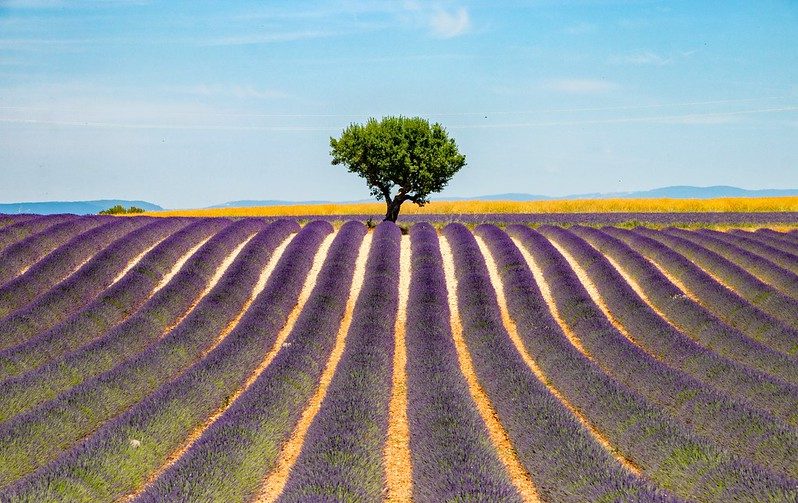 Group Excursion to Valensole